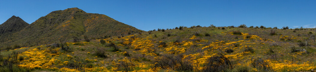 Panoramic Mexican Poppy Super Bloom