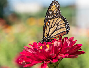 Monach Butterfly on Red Zinnia