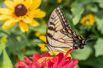 Eastern Tiger Swallowtail (Papilio glaucus) on colorful zinnia flower in summer garden