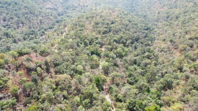 People are moving along a path in the middle of the forest.