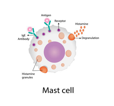 Mast cell. Immune system cells. Histamine. Vector illustration.