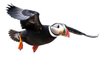 a Puffin flying common, side view, Wildlife-themed, photorealistic illustrations in PNG. Generative AI