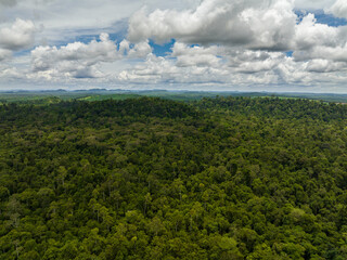 Fototapeta na wymiar Jungle and tropical forest of Borneo. Malaysia.
