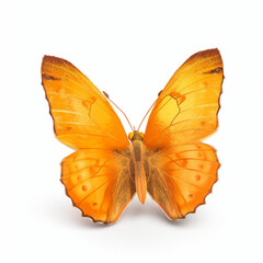 Fototapeta premium butterfly isolated on white, generate AI