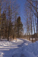 Winter Forest in the Snow