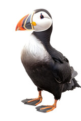 an up-close photographic illustration of an Alaskin puffin bird at rest on a transparent background in PNG. Generative AI