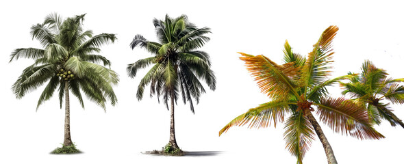 Coconut tree PNG. Coconut tree isolated on blank background PNG