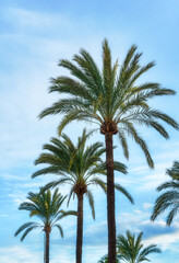 Fototapeta na wymiar Tropical Palm Trees At Sunny Day - Summer Vacation Backgroung Texture