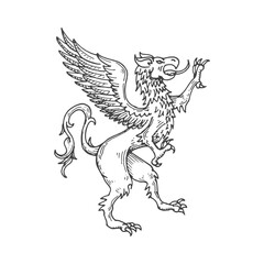 Griffin or gryphon medieval heraldic animal sketch. Mythical beast, legend animal or magic griffin ancient sketch vector crest. Fantasy creature heraldic etching emblem or royal heraldry insignia