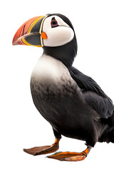 Fototapeta premium an up-close photographic illustration of an Alaskin puffin bird at rest on a transparent background in PNG. Generative AI