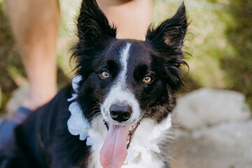 border collie dog portrait