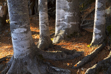 夕景の光とエゾマツ（足寄町）