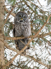 Great Gray Owl portrait on tree branch in winter