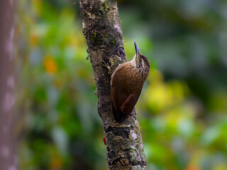 Planalto Woodcreeper on tree trunk in Atlantic Forest, Brazil