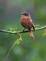 Chestnut-crowned Becard on tree branch on green background