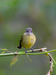 Yellow-olive flatbill on tree branch on green background