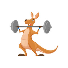 Cartoon kangaroo character with barbell. Isolated funny vector australian animal sportsman. Smiling wallaroo personage wear exercising with weight prepare for competition. Comic sport wallaby mascot