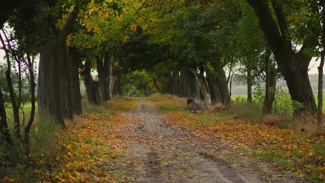 Road between trees in autumn with falling leaves