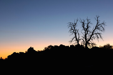 Silhouette of Tree at Sunrise