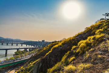Landscape with forsythia flowers at Eungbongsan, Sungdonggu, Seoul, Korea