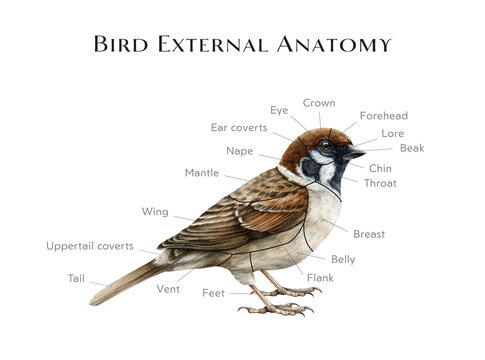 External bird anatomy study table. Watercolor illustration. Realistic detailed illustration. Bird external anatomy structure for studying. Avian structure on the sparrow example. White background