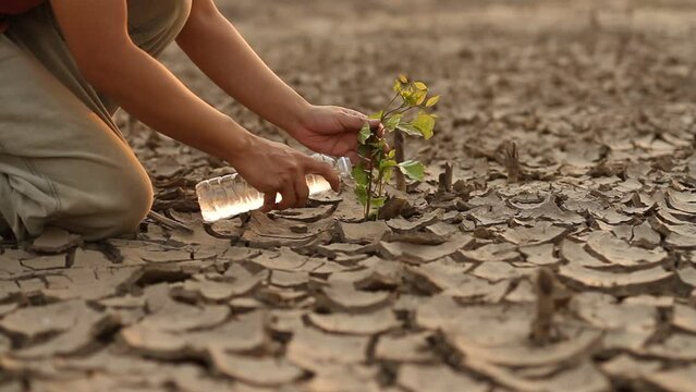 Man watering green tree after planting on dry land metaphor climate change solution, Sustainability and Save the world.