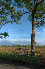 Fototapeta na wymiar Cycling in the morning to see the expanse of green rice fields and clear blue skies.