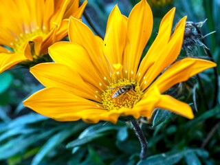 Obraz premium bright beautiful yellow Gazania flower with pointed petals