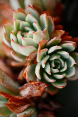 close up of plant