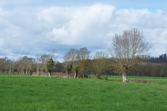 paysage campagnard - arbres t&eacute;tards
