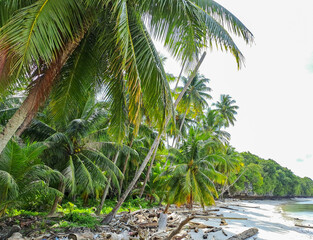 Palm Tree on Beach