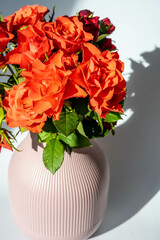 Orange roses in a pink vase, on a white background. Natural light, sunny day, shades