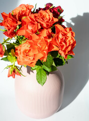 Orange roses in a pink vase, on a white background. Natural light, sunny day, shades