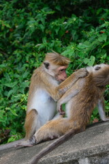 Monkeys in natural habitats in Sri Lanka