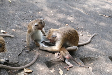 Monkeys in natural habitats in Sri Lanka