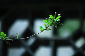 leaves on a tree