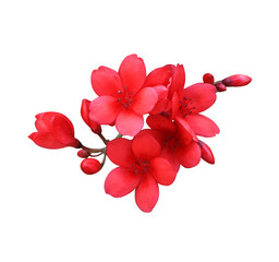 Peregrina or Spicy Jatropha or Jatropha integerrima flowers. Close up red flowers bouqet isolated...
