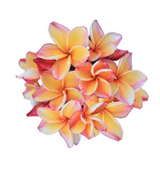 Plumeria or Frangipani or Temple tree flower. Close up yellow-pink Frangipani flowers bouquet isolated on transparent background.