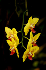 Jardim de Orquídeas 