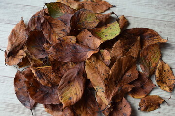 落ち葉 秋イメージ 背景素材