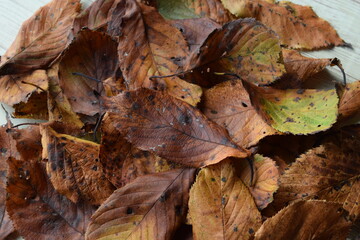 落ち葉 秋イメージ 背景素材