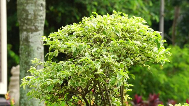Styrax japonica variegata leaves with a natural background