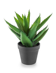 Artificial aloe on white background