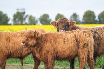 Young wooly highland cow behind other wooly highland cattle.