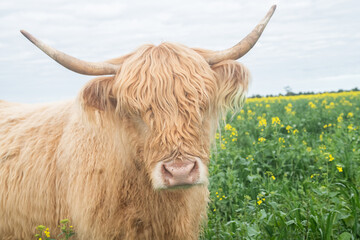 Close up of a highland cow and it's head in the canola field.