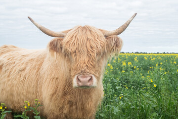 Close up of a highland cow in the canola field.