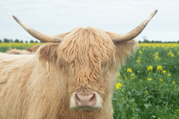 Close up of a highland cow in the canola field.
