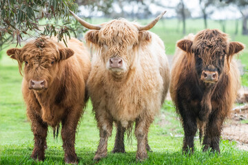 Three highland cows standing together under the shade of a tree.