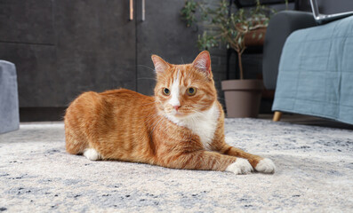 Funny red cat playing with toy at home