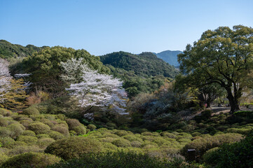 Fototapeta na wymiar 御船山楽園の風景と桜